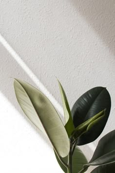 a potted plant with long green leaves in the sun on a white wall background