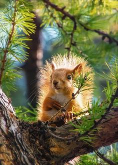 a squirrel sitting on top of a tree branch