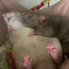 two ferrets cuddle together in the middle of a bed with pink flowers on it