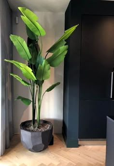 a potted plant sitting on top of a hard wood floor next to a window