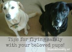 two black and white dogs sitting next to each other on the floor with a sign that says tips for flying safely with your beloved puppies