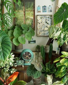 a room filled with lots of green plants next to a wall mounted air conditioner