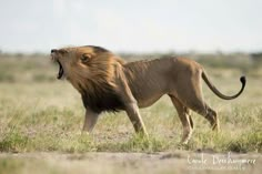 a lion with its mouth open standing in the grass