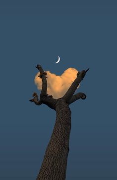 the moon is setting behind a tree with branches reaching up into the sky, and there are clouds in the background