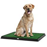 a brown dog sitting on top of a green mat