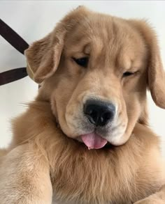 a close up of a dog laying on the ground with its eyes closed and tongue out