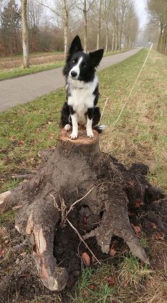 a black and white dog sitting on top of a tree stump next to a road