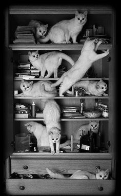 there are many cats that are sitting on the shelves