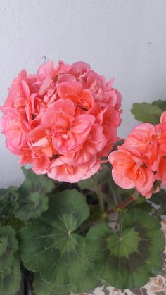 two pink flowers sitting next to each other on a table