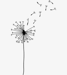 a dandelion blowing in the wind on a white background