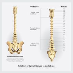 the back and neck bones are shown in this diagram, as well as an illustration