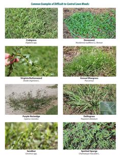 different types of plants that are growing in the grass