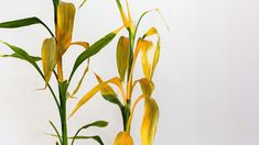 yellow flowers are in a vase on a table next to a white wall with green leaves