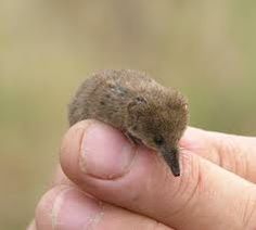 a small brown animal sitting on top of a persons finger in the palm of someone's hand