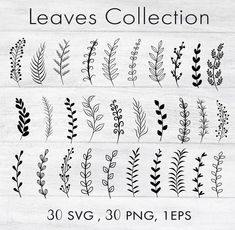 the leaves collection is shown in black and white