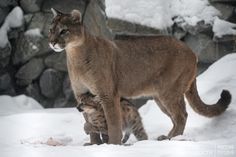 two cats standing in the snow next to each other