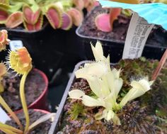 the flowers are blooming on the plants in the potted planter's