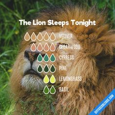 The Lion Sleeps Tonight — Essential Oil Diffuser Blend Lion Sleeps Tonight, Cypress Pine, The Lion Sleeps Tonight