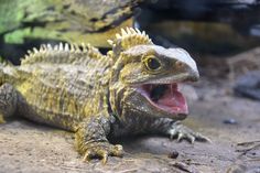 an iguana with its mouth open and it's teeth wide open, sitting on the ground