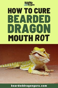 a bearded dragon sitting on the ground with text overlay reading how to care for bearded dragon