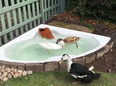 two ducks are in an outdoor bath tub