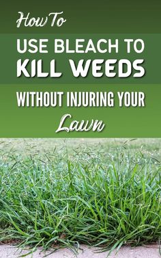 Kill Weeds Kill Weeds Not Grass, Planting Ginger Root, Reseeding Lawn, Weeding Tips, Kill Weeds Naturally, Killing Weeds, Diy Driveway, Kill Weeds, Grass Weeds