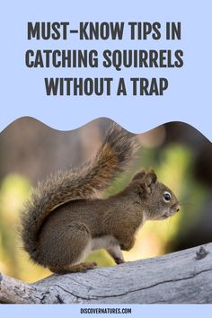 a squirrel sitting on top of a tree branch with the words must - know tips in catching squirrels without a trap