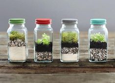 three glass jars with plants in them sitting on a wooden table next to each other