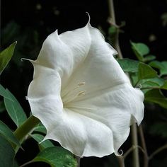 a large white flower with green leaves in the foreground and dark background behind it