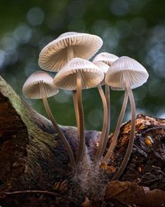 three white mushrooms growing out of the ground