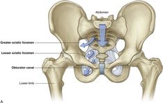 Pelvis and Perineum | Clinical Gate Body Workout, How To Plan