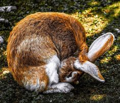 a brown and white rabbit sitting on top of grass