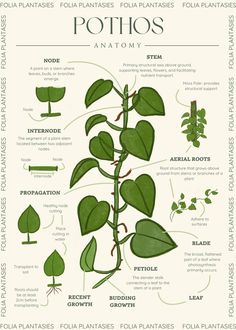 Discover the anatomy of the beloved pothos plant 🌿 Dive into the fascinating world of pothos foliage, exploring its heart-shaped leaves, intricate vine structure, and unique aerial roots. Leaf Anatomy, Plants Pothos, Bioactive Vivarium, Plant Anatomy, Pothos Vine, Study Anatomy, Biology Plants, Leaf Identification, Plant Biology