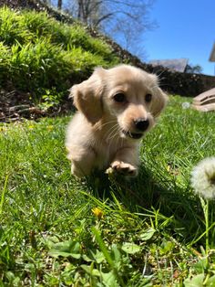 a small brown dog sitting in the grass next to a dandelion