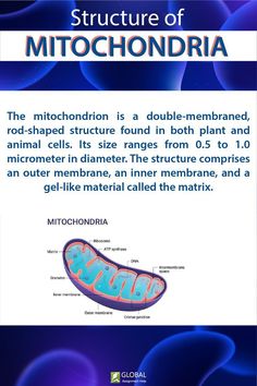 the structure of mitochondria