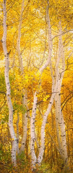 trees with yellow leaves in the fall season, near an area that looks like a forest