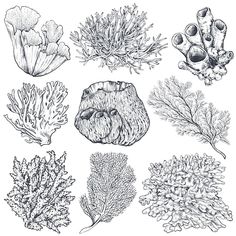 seaweed and corals hand drawn in ink