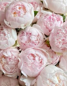 pink peonies are arranged in a pile