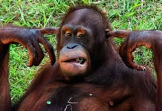 an orangutan sitting in the grass with its hands on his head