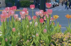 pink and yellow tulips in the middle of a city street