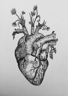 an ink drawing of a human heart