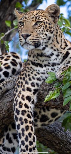 a large leopard sitting on top of a tree branch