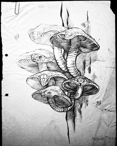 a pencil drawing of three mushrooms on a piece of paper