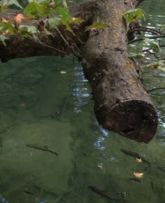 fish swimming in the water next to a fallen tree