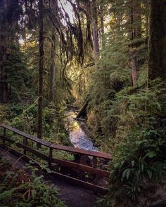 a wooden bridge over a small stream in the woods with trees and ferns on both sides