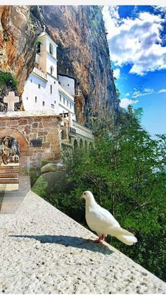 a white bird is standing on the edge of a building with mountains in the background