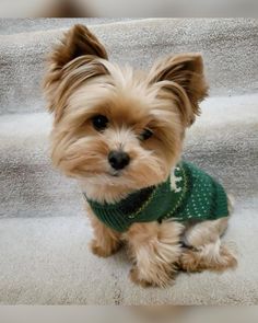 a small brown dog wearing a green sweater sitting on top of some white carpeted stairs