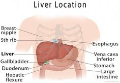 What side is the liver on? What does the liver do: glucose, fat, cholesterol, protein metabolism,filtering of the blood, detoxification. Liver Location, Liver Anatomy, Lung Detox, Protein Metabolism, Low Estrogen Symptoms, Kidney Detox, Simple Health, Medical Anatomy