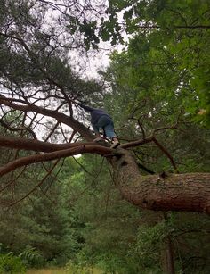 a man standing on top of a large tree branch