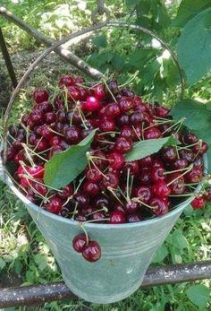 a metal bucket filled with cherries on top of grass